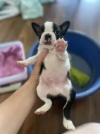Bostonsky terrier