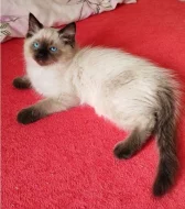 Ragdoll koťátka