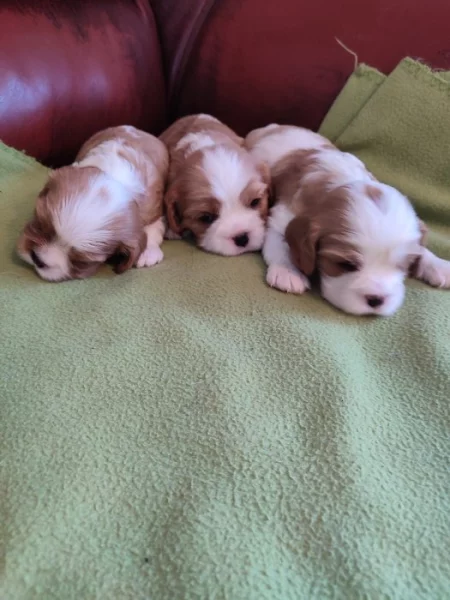 Kavalír King Charles Španěl