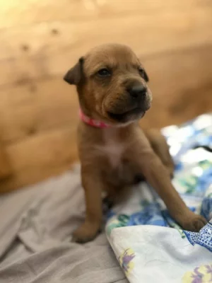 Štěňátka Border kolie a Labradora