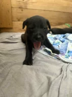 Štěňátka Border kolie a Labradora