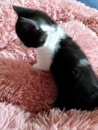 Britský bicolor kocourek