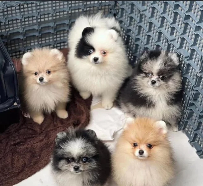 Německý špic. Mini pomeranian bez PP.