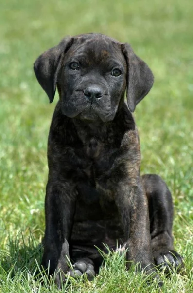 Cane corso