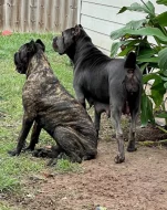 Cane corso