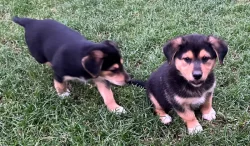 Štěňátka - kříženečci