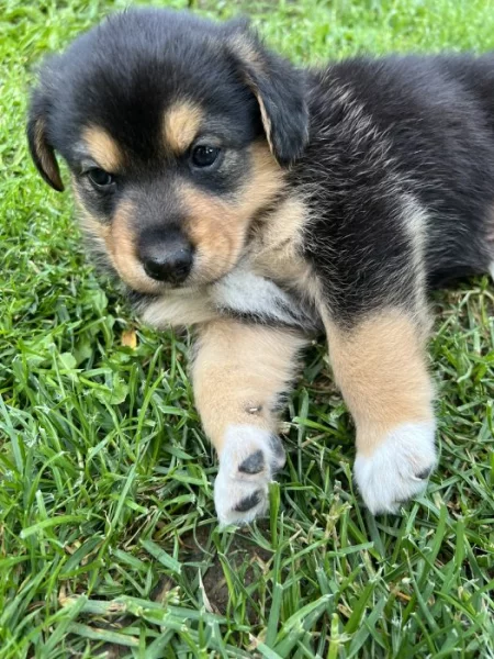 Štěňátka - kříženečci