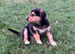 Štěňátka - kříženečci