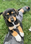 Štěňátka - kříženečci