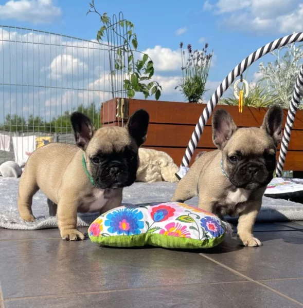 Francouzský Buldoček Prodej