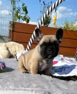 Francouzský Buldoček Prodej