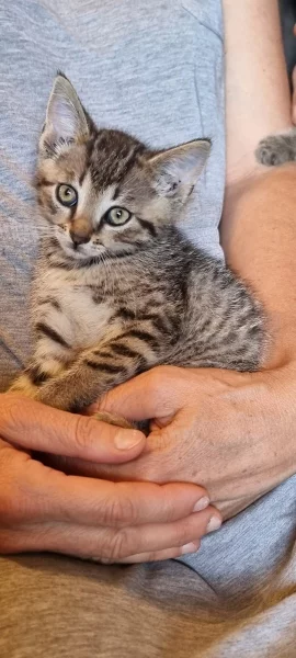 Nabízím kotě kočky domácí