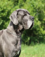 Německá doga modrá s PP