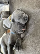 Německá doga modrá s PP