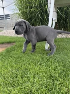 Německá doga modrá s PP