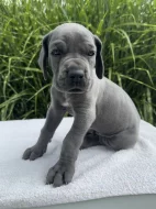 Německá doga modrá s PP