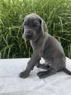 Německá doga modrá s PP