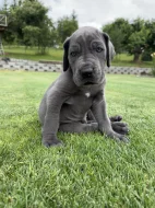 Německá doga modrá s PP