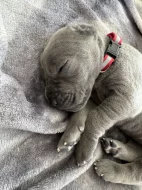 Německá doga modrá s PP