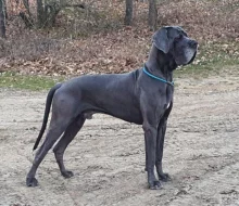 Německá doga modrá s PP