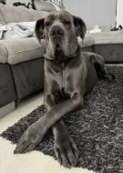 Německá doga modrá s PP