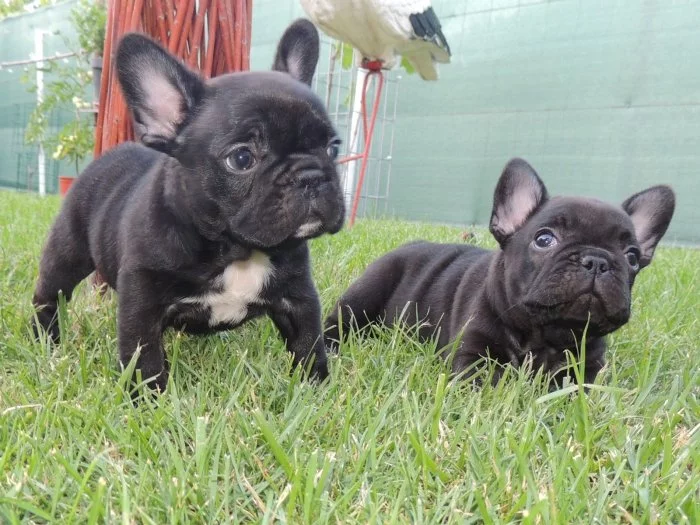 Francouzský buldoček s PP.