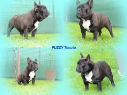 Francouzský buldoček s PP.