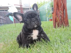 Francouzský buldoček s PP.