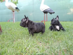 Francouzský buldoček s PP.