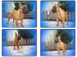 Francouzský buldoček s PP.