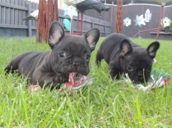 Francouzský buldoček s PP.