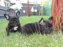 Francouzský buldoček s PP.