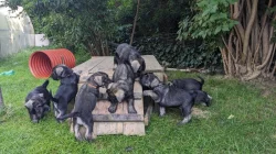 Knírač střední pepř a sůl