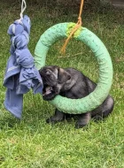 Knírač střední pepř a sůl