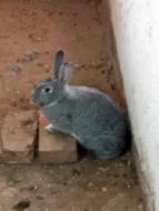 prodám králíky na maso a nebo na chov