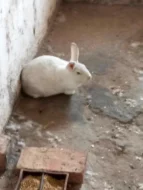 prodám králíky na maso a nebo na chov