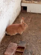 prodám králíky na maso a nebo na chov