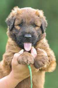 Briard s PP