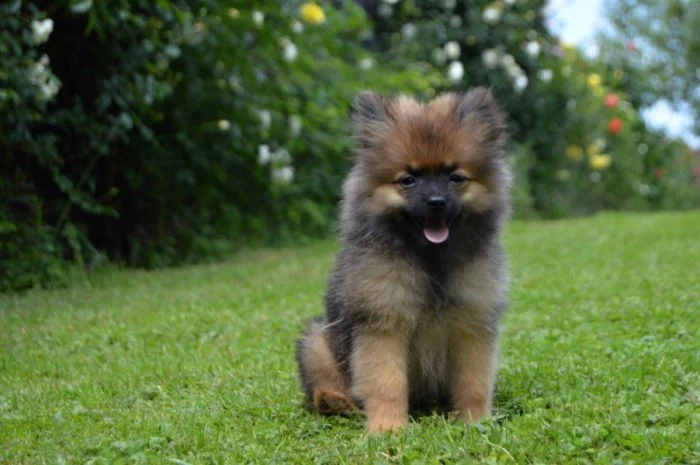 Německý špic malý s FCI PP - pejsek k odběru