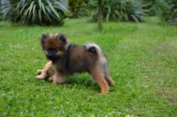 Německý špic malý s FCI PP - pejsek k odběru