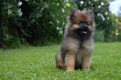 Německý špic malý s FCI PP - pejsek k odběru