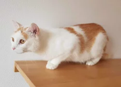 Kočička Růženka hledá nový domov