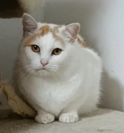 Kočička Růženka hledá nový domov