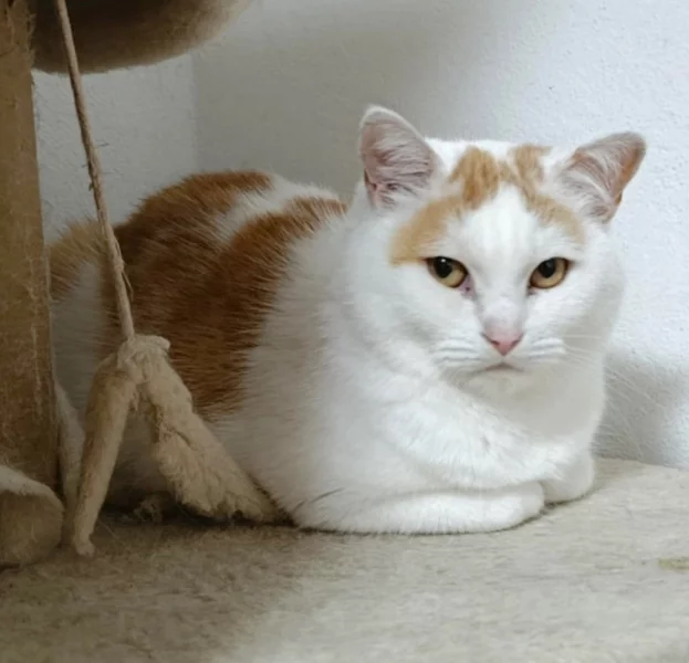 Kočička Růženka hledá nový domov