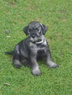 Knírač střední pepř a sůl