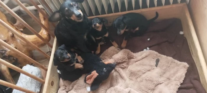 Trpasličí Pinč , štěňata