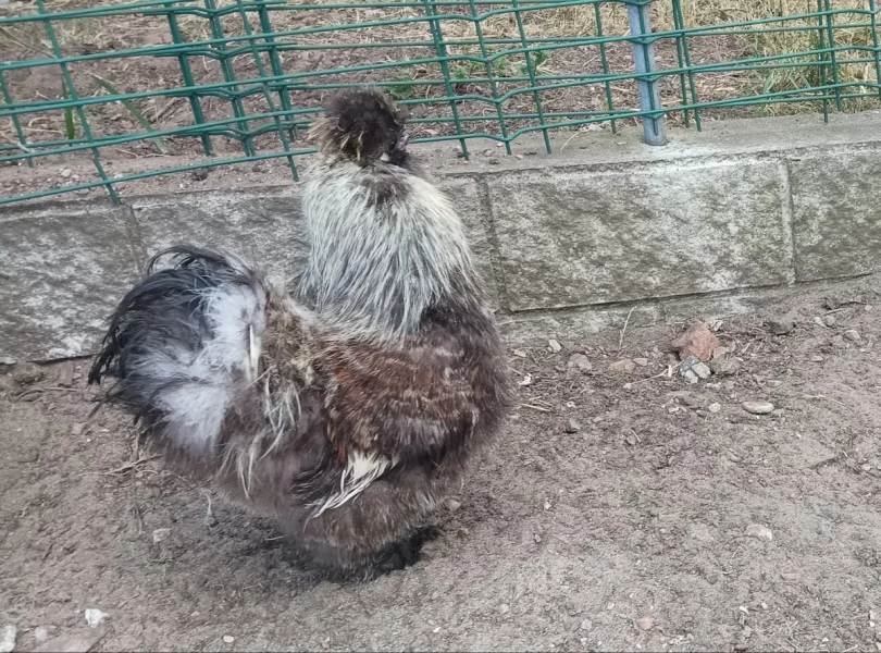 Hedvabnička slepička,kohout
