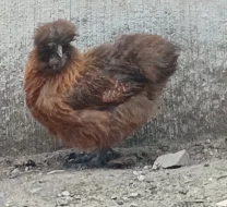 Hedvabnička slepička,kohout