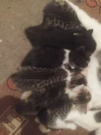 Nabízím koťátka