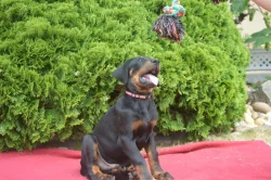 Štěňata Beauceron (Berger de Beauce) s PP
